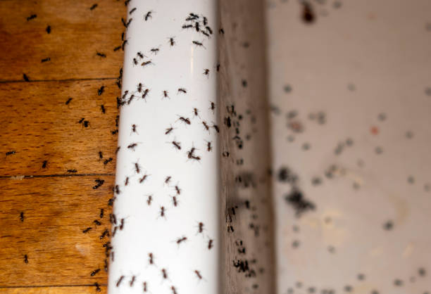Best Rodent Control Near Me  in Marshfield, WI