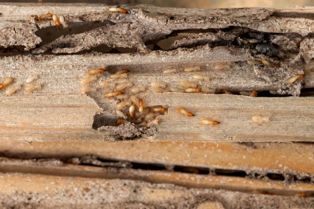 Best Pest Control Cost  in Marshfield, WI