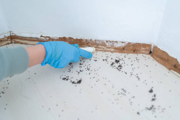 Best Cockroach Control Services  in Marshfield, WI